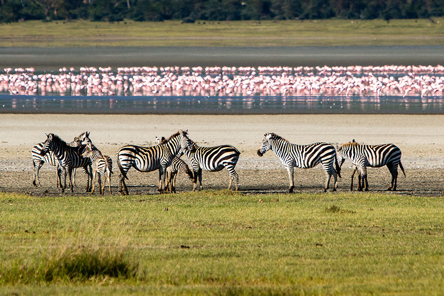 Fauna salvaje en el cráter del Ngorongoro.