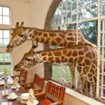Giraffe Manor, en Nairobi, es la propiedad más inolvidable de Safari Collection.