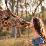 Besos amistosos de jirafa.