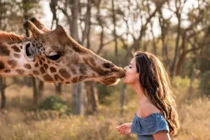 Besos amistosos de jirafa.