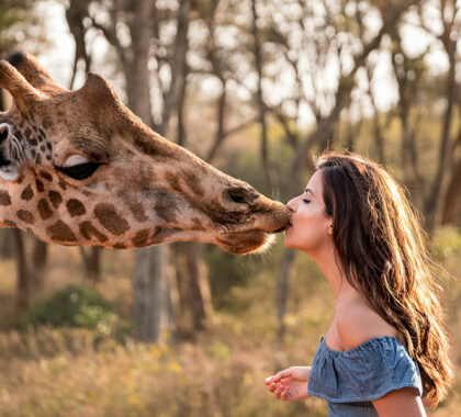 Giraffe-Manor_Friendly-kisses