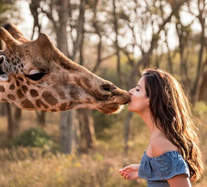 Besos amistosos de jirafa.