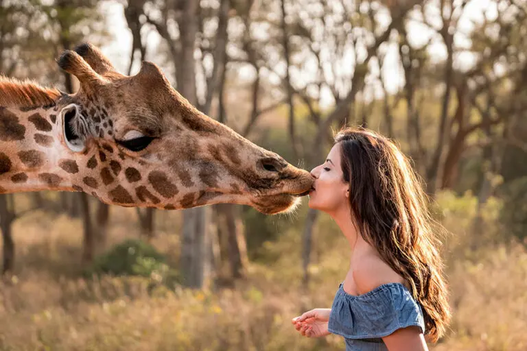 Friendly giraffe kisses.