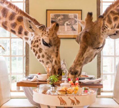 Giraffe Manor Go2Africa