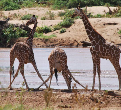 Giraffes drinking by the river in Samburu National Reserve.