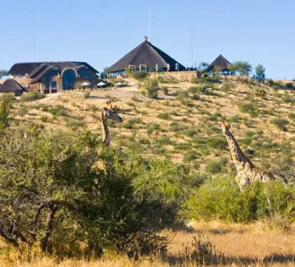 Wildlife in Goche Ganas' private game reserve ranges from giraffe & rhino to cheetah & leopard.