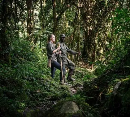 Gorilla-trekking-in-Bwindi-Forest-Sanctuary-Gorilla-Forest-Camp