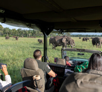 Traditional game drives.