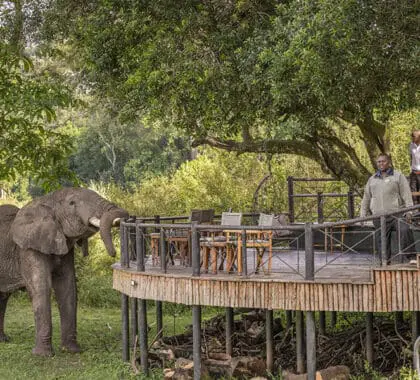 Enjoy an armchair safari from the viewing deck | Governors Camp