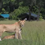 Los animales salvajes deambulan libremente por Governors Camp.