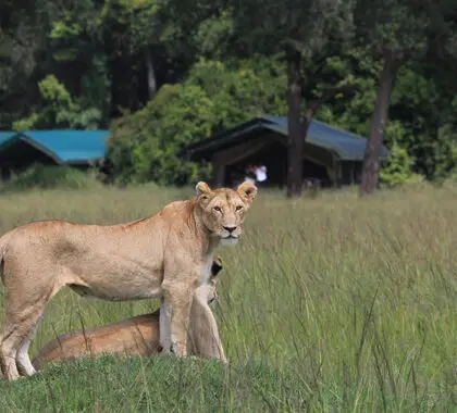 Los animales salvajes deambulan libremente por Governors Camp.