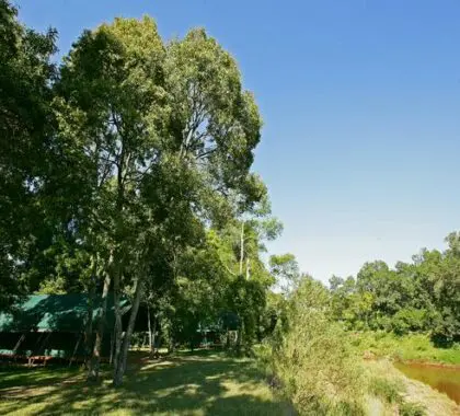 Governors' Private Camp has a secluded location right on the banks of the Mara River.