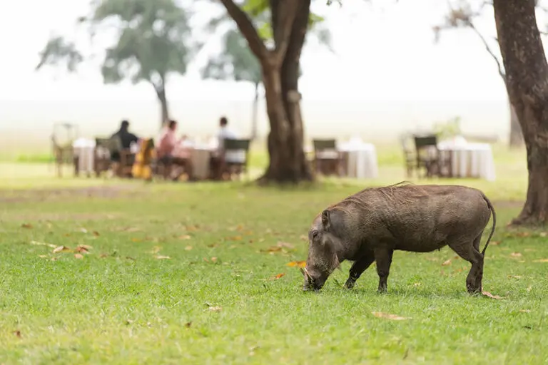 Home to an incredible array of wildlife.