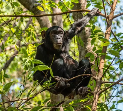 Una excursión por la selva tropical de las montañas Mahale puede revelar uno de sus chimpancés en peligro de extinción.