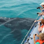 Excursión de avistamiento de ballenas en barco.