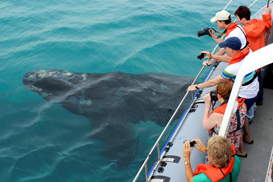Boat-based whale watching excursion.