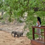 Observación de elefantes desde cubierta.