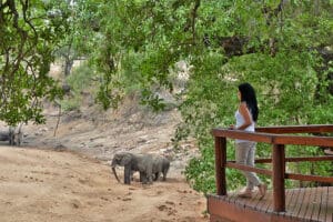 Observación de elefantes desde cubierta.