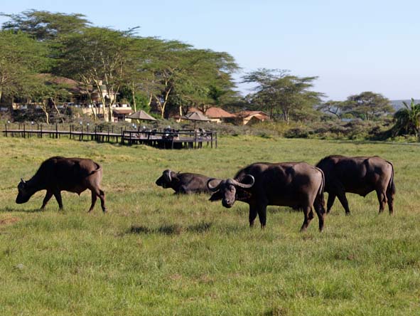 Buffalo are among the heavyweight highlights of an Arusha National Park game drive.