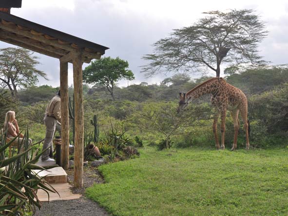 Shy giraffes are among the frequent visitors to Hatari's grounds - warthogs take care of the lawn.