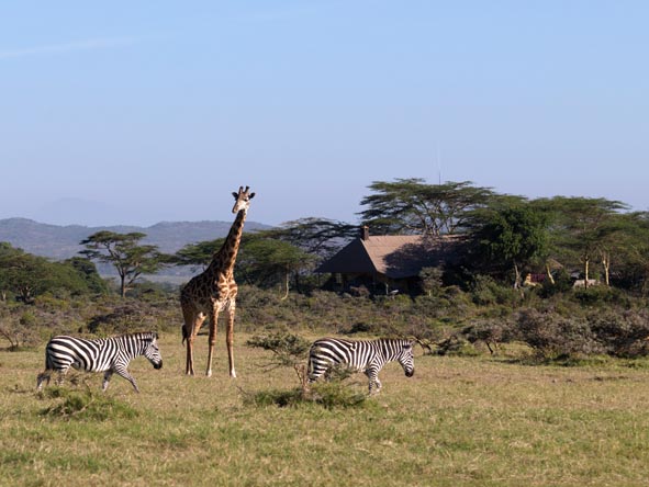 While not on the scale of the Serengeti, visitors to Hatari will see plenty of classic big game species.