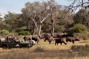 Durante el safari, podrá disfrutar de excepcionales avistamientos de animales. 