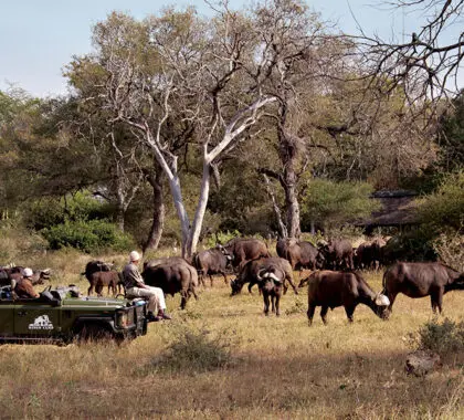 Durante el safari, podrá disfrutar de excepcionales avistamientos de animales. 