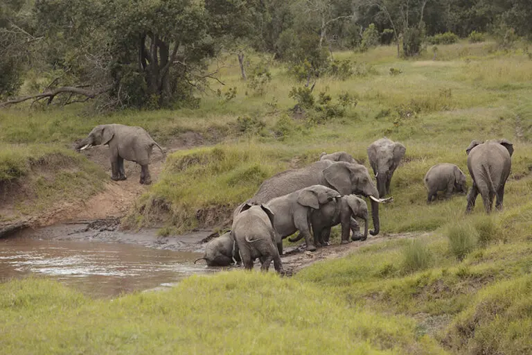 A herd of elephants by the river. 
