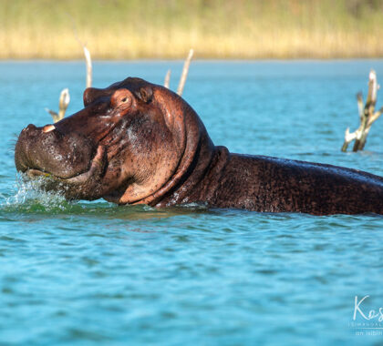 Spot your favourite African animals at The Hide Lodge.