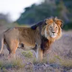 Frequent sightings of Africa's Big Five. 