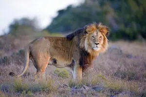 Frequent sightings of Africa's Big Five. 