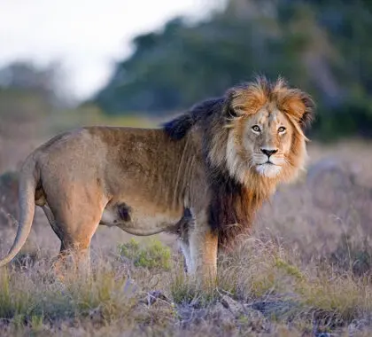 Frequent sightings of Africa's Big Five. 