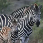 The perfect destination for photographic safaris. 