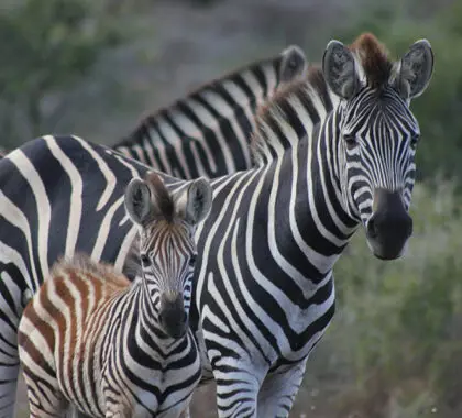 The perfect destination for photographic safaris. 