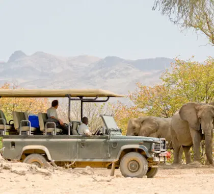 Los safaris le llevarán en busca de elefantes, rinocerontes negros y grandes felinos adaptados al desierto.