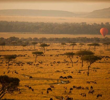 Hot air balloon ride over the Wildebeest Migration with Sanctuary Olanana.