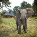 Curious ellie visiting the lodge. 