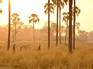 Walking safaris are always accompanied by a guide and tracker, and allow you to approach wildlife on foot.
