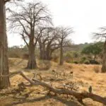 The park is known for its large population of giant old baobab trees, which spring to life in the summer.
