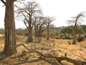 The park is known for its large population of giant old baobab trees, which spring to life in the summer.
