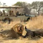 All the apex predators, including lion, are present in Ruaha in healthy numbers.
