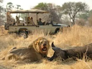 All the apex predators, including lion, are present in Ruaha in healthy numbers.
