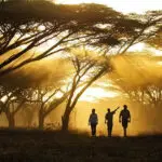 Interpretive walks with professional guides are blended with game drives at Cheli & Peacock camps.