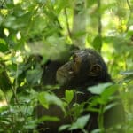 Si desea añadir una excursión con chimpancés, las familias de chimpancés habituadas del desfiladero de Kyambura están a 2 horas en coche de Ishasha.