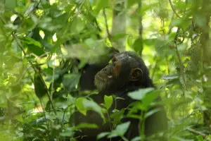 If you'd like to add on a chimp trek, the habituated chimp families at Kyambura Gorge are a 2-hour drive from Ishasha. 