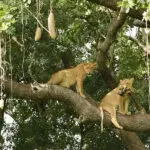 Observe animales de caza mayor y, con un poco de suerte, los famosos leones trepadores de árboles durante los safaris por el Parque Nacional Queen Elizabeth.