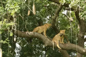 Spot big game and hopefully the famous tree-climbing lions on game drives in Queen Elizabeth National Park.