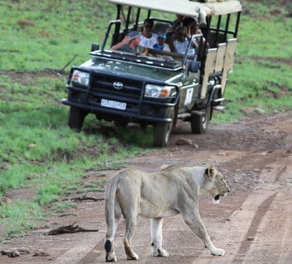 Magnificent Big 5 game viewing.