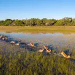 Wildlife around the lodge.