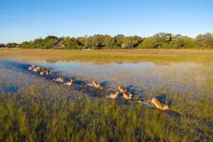 Wildlife around the lodge.